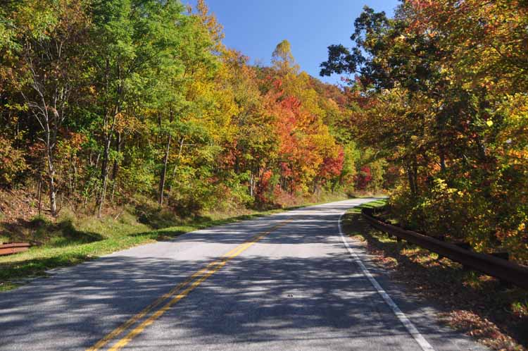 tree-lined road